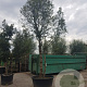 Quercus ilex 450-500 cm container paraplu extra