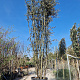 Quercus ilex 500-550 cm cont. 500L meerstammig