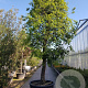 Quercus ilex 90 cm stam container 50-60