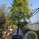 Quercus ilex 90 cm stam container 50-60