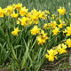 Narcissus (msc) 'Tete Rosette' 10-12 cm verpakt per 100