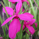 Rhodohypoxis milloides 'Claret' GM P9