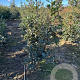 Ilex aquifolium 100-125 cm met kluit