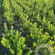 Ilex aquifolium 60-80 cm met kluit