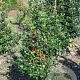 Ilex meserv. 'Blue Angel' 60-80 cm met kluit