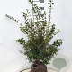 Osmanthus burkwoodii 80-100 cm met kluit