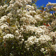 Photinia fraseri 'Red Robin' 150-175 cm met kluit