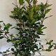 Photinia fraseri 'Red Robin' 80-100 cm met kluit