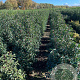 Prunus l. 'Angustifolia' 100-125 cm met kluit
