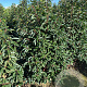 Prunus l. 'Angustifolia' 100-125 cm met kluit