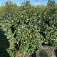 Prunus l. 'Angustifolia' 125-150 cm met kluit
