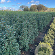 Prunus l. 'Angustifolia' 125-150 cm met kluit