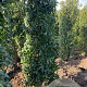 Prunus l. 'Angustifolia' 200-225 cm met kluit