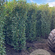 Prunus l. 'Angustifolia' 200-225 cm met kluit