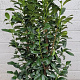 Prunus l. 'Herbergii' 175-200 cm met kluit