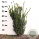 Taxus media 'Hillii' 50-60 cm met kluit