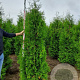 Thuja occ. 'Brabant' 225-250 cm met kluit