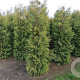 Thuja occ. 'Brabant' 225-250 cm met kluit