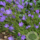 Triteleia corrina 5-6 cm verpakt per 100