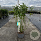 Cornus sericea 'Flaviramea' 80-100 cm 10L