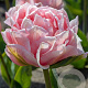 Tulipa 'Dreamer' 11-12 cm verpakt per 100