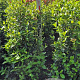 Viburnum tinus 100-125 cm met kluit