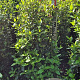 Viburnum tinus 100-125 cm met kluit