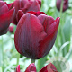 Tulipa Ronaldo 11-12 cm verpakt per 100