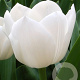 Tulipa Royal Virgin 11-12 cm verpakt per 100