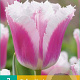 Tulipa Siesta 11-12 cm verpakt per 100