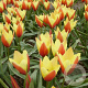 Tulipa (msc) 'Taco' 5 cm verpakt per 100