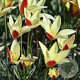 Tulipa (msc) 'Tinka' 5 cm verpakt per 100