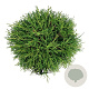 Chamaecyparis p. 'Filifera Nana' 40-50 cm P26