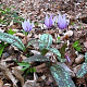 Erythronium dens canis Mix 10 cm verpakt per 50