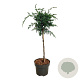 Juniperus chin. 'Blue Alps' 40 cm stam 5,0L