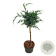 Juniperus chin. 'Blue Alps' 40 cm stam 5,0L