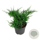 Juniperus pf. 'Mint Julep' 30-40 cm 6,5L