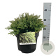 Microbiota decussata 'Fuzzball' 30-40 cm 6,5L