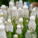 Muscari aucheri 'White Magic' 8-9 cm verpakt per 100