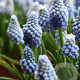 Muscari aucheri Ocean Magic verpakt per 100