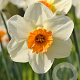 Narcissus 'Barret Browning' 12-14 cm verpakt per 100