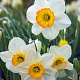 Narcissus 'Flower Record' 12-14 cm verpakt per 100