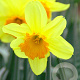 Narcissus 'Fortissimo' 12-14 cm verpakt per 100