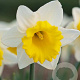 Narcissus 'Las Vegas' 12-14 cm verpakt per 100