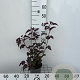 Physocarpus opulifolius 'Lady in Red' 30-40 cm 2,0L