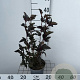 Physocarpus opulif. 'Red Baron' 30-40 cm 2,0L