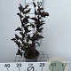 Physocarpus opulif. 'Red Baron' 40-50 cm 2,0L
