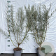 Salix elaeagnos 'Angustifolia' 60-80 cm 2,0L