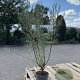 Salix elaeagnos 'Angustifolia' 60-80 cm 2,0L