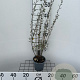 Salix repens nitida 40-50 cm C1.3